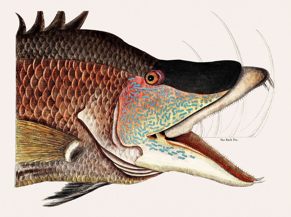 Vintage illustration of Great Hog-Fish (Suillis)