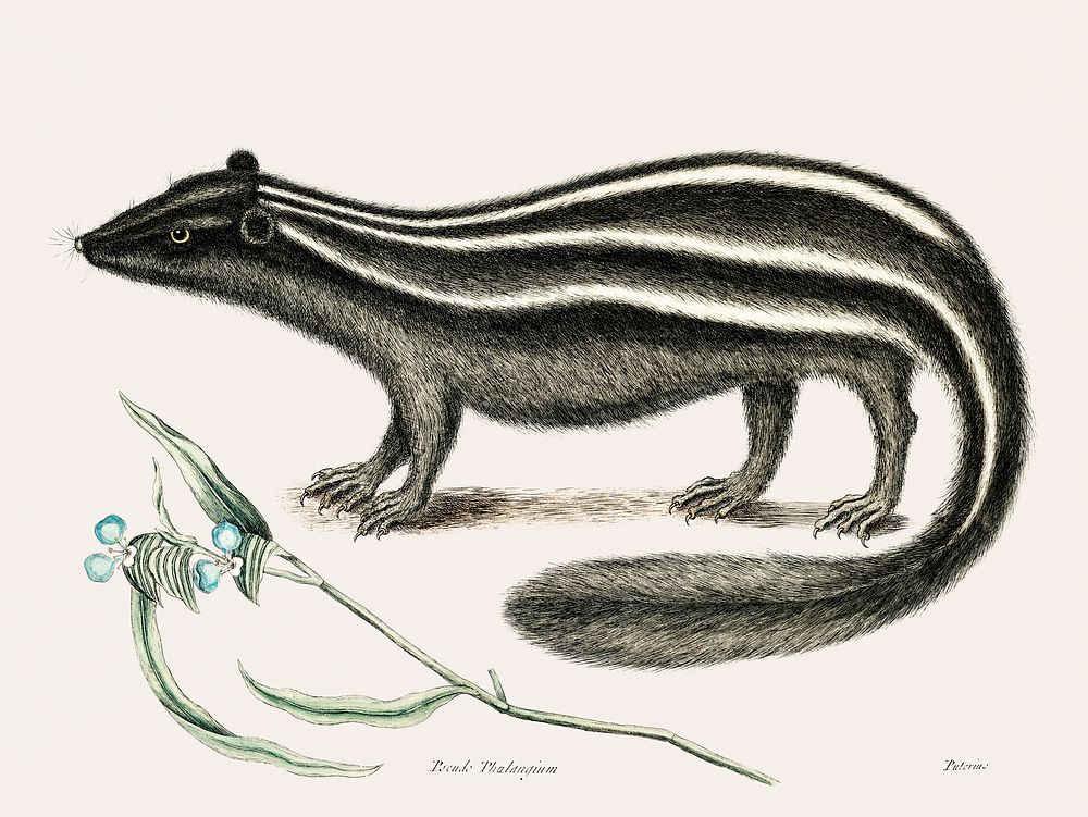 Vintage illustration of Polecat (Pseudo-Phalangium ramosum)