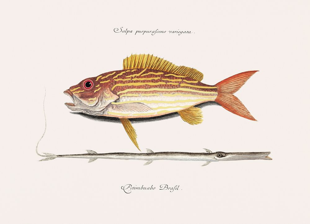 Vintage illustration of Lane-snapper (Salpa purpurascens variegata) Tobaccopipe-Fish (Petimbuabo Brasil)