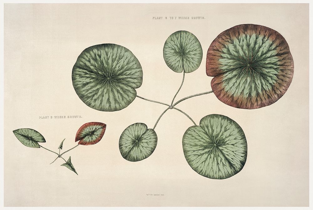 The Victoria Regia; or the Great Water Lily of America (1854) print in high resolution by William Sharp. Original from the…