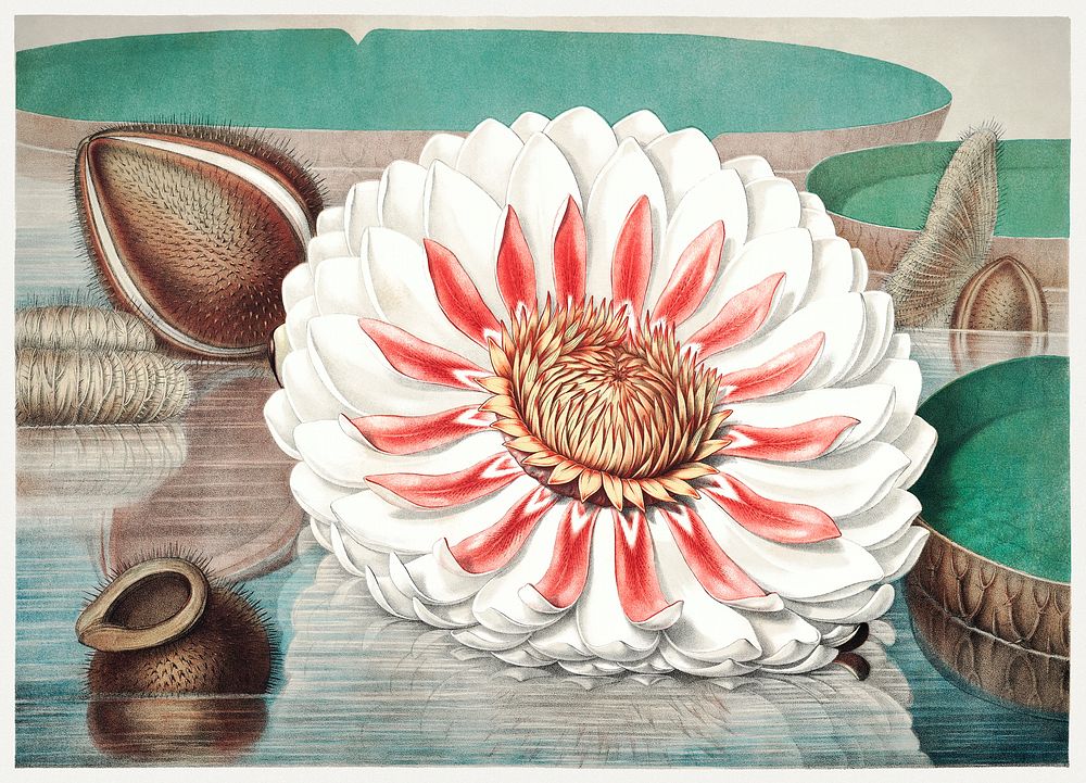 The Victoria Regia; or the Great Water Lily of America (1854) print in high resolution by William Sharp. Original from the…