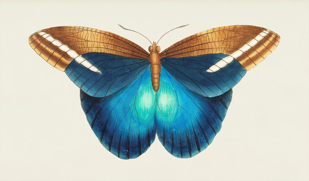 Idomeneus or Great occidental butterfly illustration from The Naturalist's Miscellany (1789-1813) by George Shaw (1751-1813)