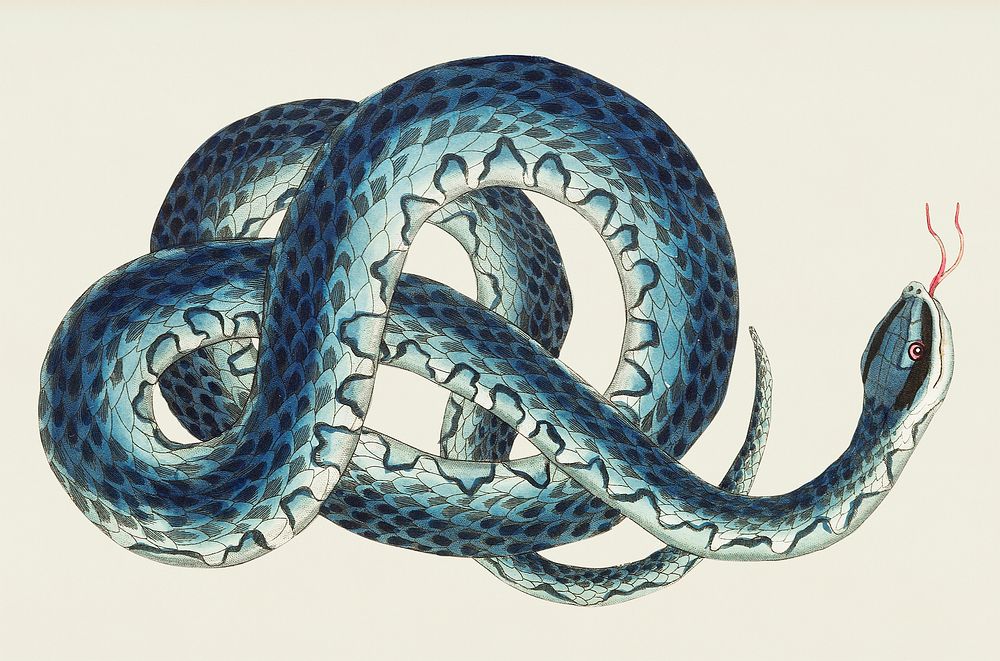 Fasciated snake or Blue snake or wampum snake illustration from The Naturalist's Miscellany (1789-1813) by George Shaw (1751…