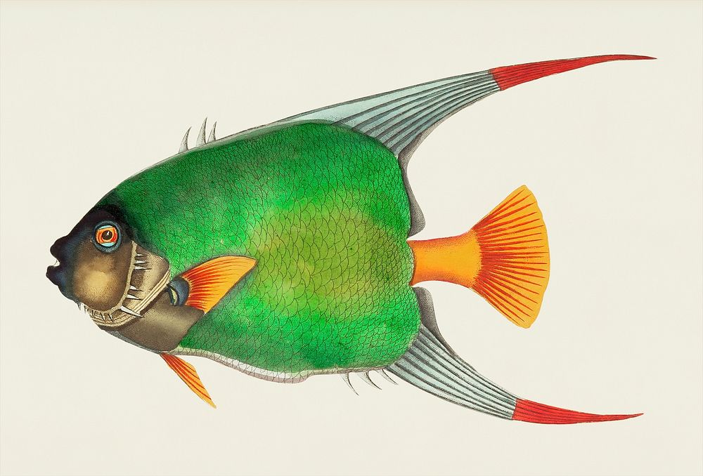 Double-scaled chaedon or Angle fish illustration from The Naturalist's Miscellany (1789-1813) by George Shaw (1751-1813)