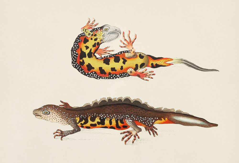 Vintage illustration of Warted newt, Warty lizard, Black and orange Water newt or greater water newt