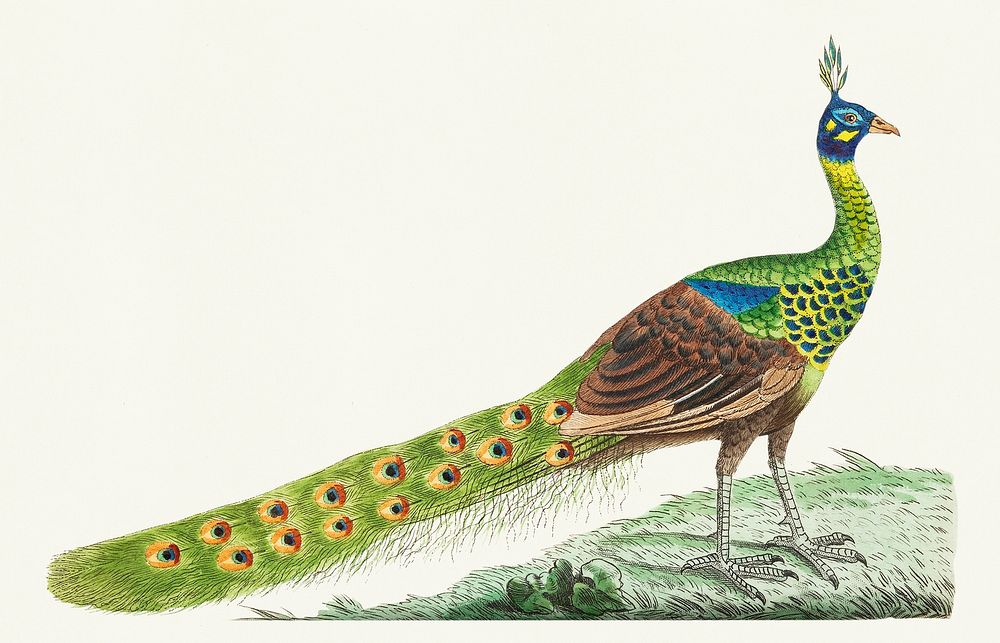 Spike-crested peacock illustration from The Naturalist's Miscellany (1789-1813) by George Shaw (1751-1813)