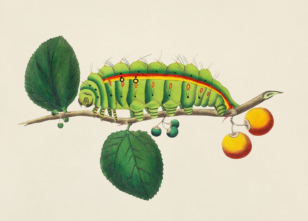 South India small tussore caterpillar (Antheraea paphia) illustration from The Naturalist's Miscellany (1789-1813) by George…
