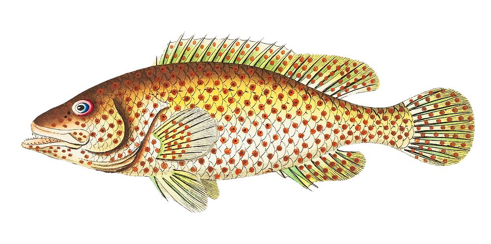 Red-spotted perch or Yellowish-white perch illustration from The Naturalist's Miscellany (1789-1813) by George Shaw (1751…