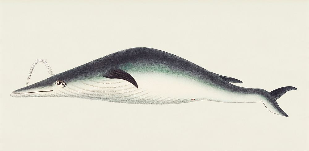 Under-jawed Mysticete or Round-lipped Whale illustration from The Naturalist's Miscellany (1789-1813) by George Shaw (1751…