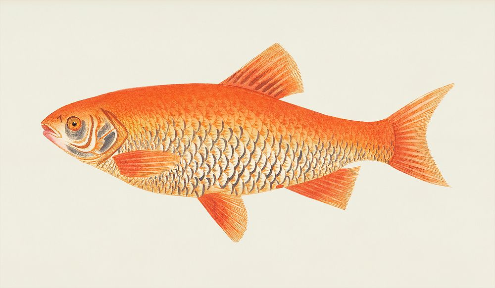 Orange carp or lady-fish illustration from The Naturalist's Miscellany (1789-1813) by George Shaw (1751-1813)