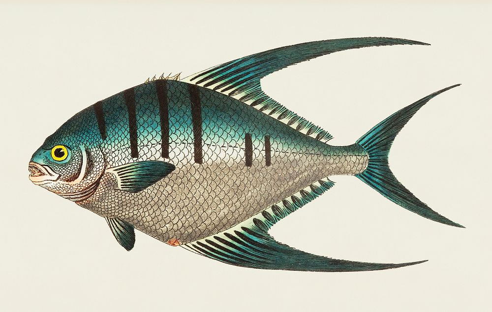 Glaucous Chaetodon illustration from The Naturalist's Miscellany (1789-1813) by George Shaw (1751-1813)