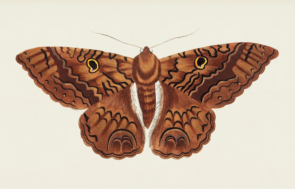 Sable Moth illustration from The Naturalist's Miscellany (1789-1813) by George Shaw (1751-1813)