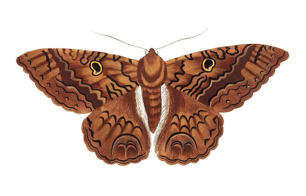 Sable Moth illustration from The Naturalist's Miscellany (1789-1813) by George Shaw (1751-1813)