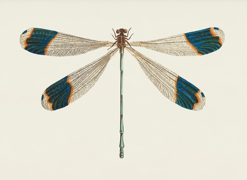 Blue-tipped Dragonfly illustration from The Naturalist's Miscellany (1789-1813) by George Shaw (1751-1813)