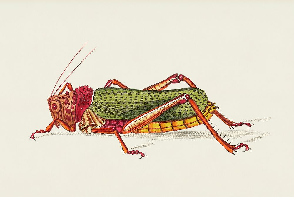 Granulated Locust illustration from The Naturalist's Miscellany (1789-1813) by George Shaw (1751-1813)