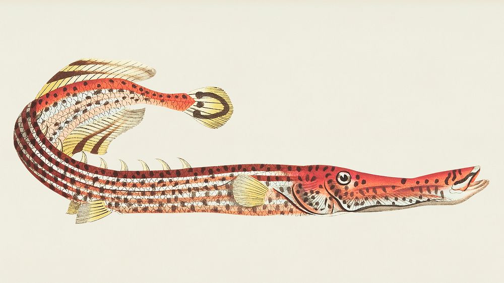 Chinese Fistularia or Chinese Trumpet-fish illustration from The Naturalist's Miscellany (1789-1813) by George Shaw (1751…