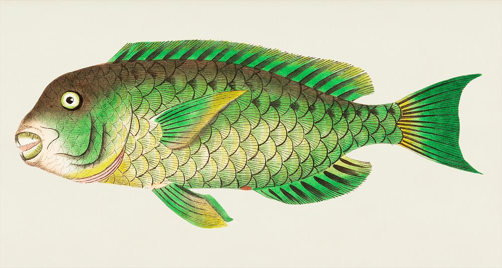 Cretan Scarus or Green Scarus illustration from The Naturalist's Miscellany (1789-1813) by George Shaw (1751-1813)