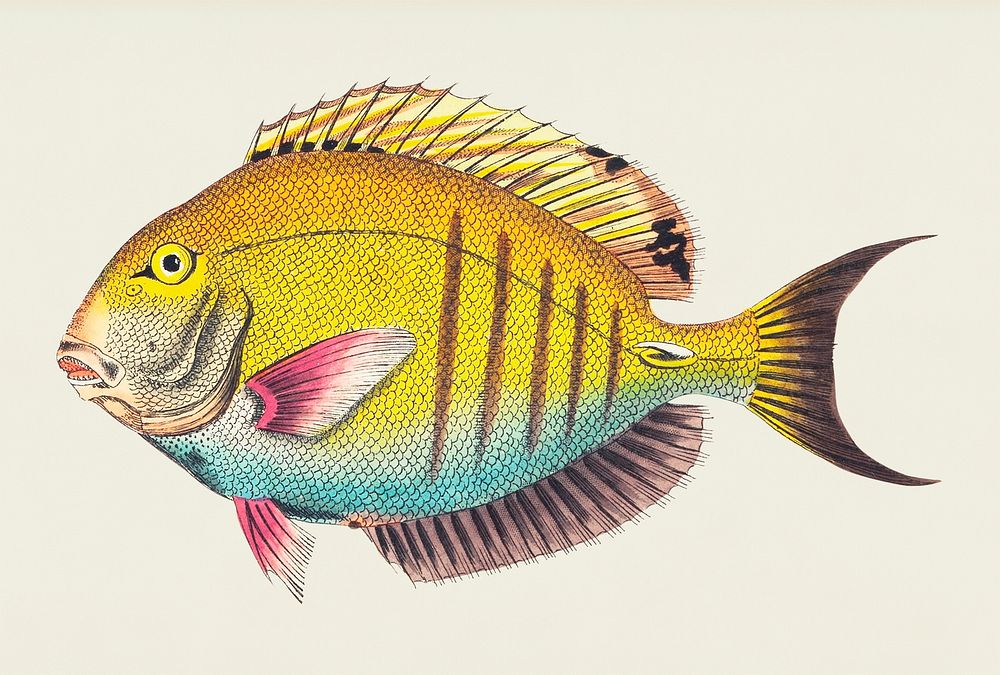 Lancet-tailed Acanthurus illustration from The Naturalist's Miscellany (1789-1813) by George Shaw (1751-1813)