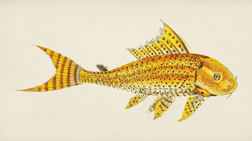 Yellow loricaria illustration from The Naturalist's Miscellany (1789-1813) by George Shaw (1751-1813)
