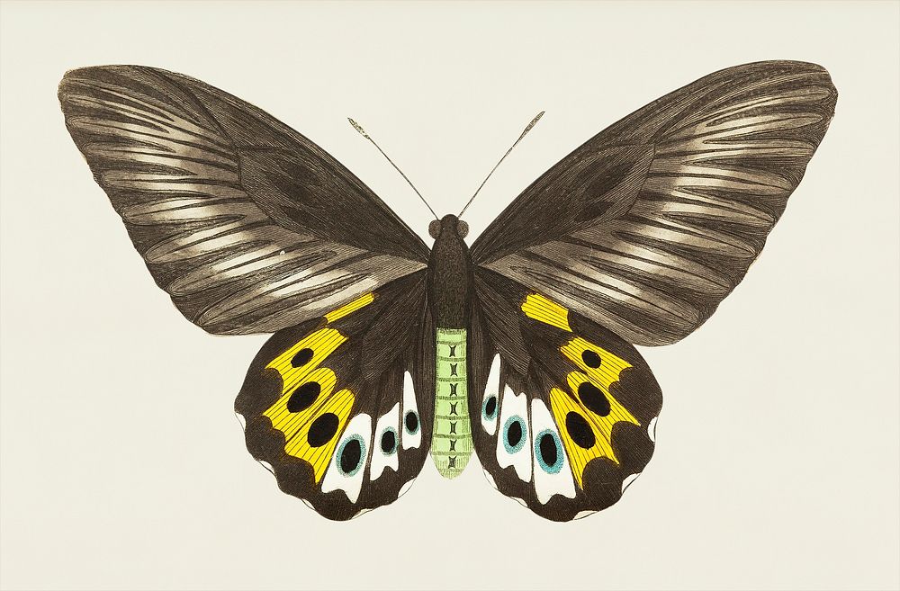 Papilio panthous or Green birdwing (female ventral side) illustration from The Naturalist's Miscellany (1789-1813) by George…