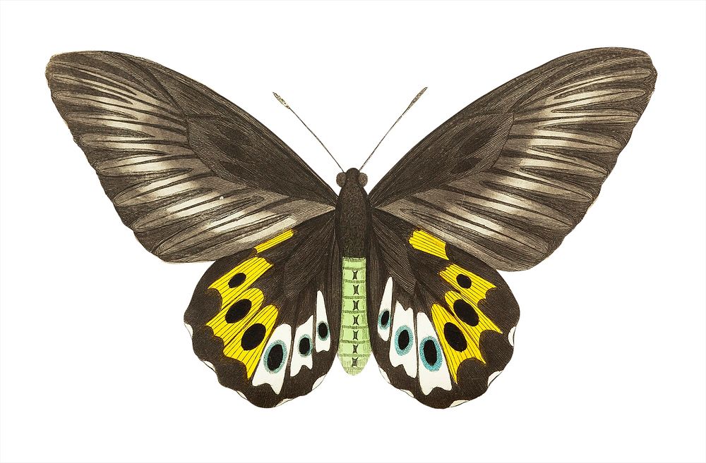 Papilio panthous or Green birdwing (female ventral side) illustration from The Naturalist's Miscellany (1789-1813) by George…