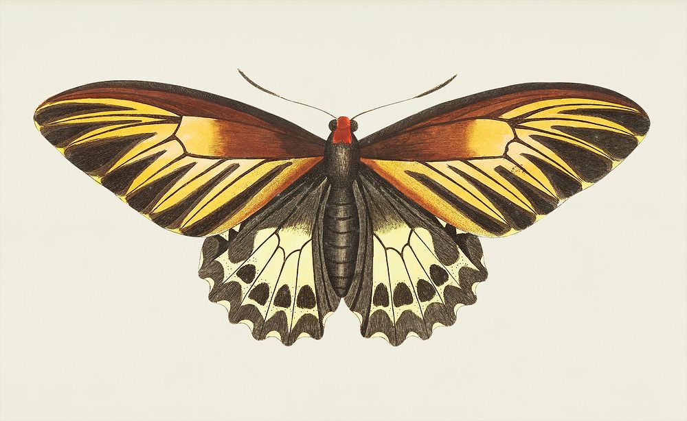 Brown butterfly illustration from The Naturalist's Miscellany (1789-1813) by George Shaw (1751-1813)