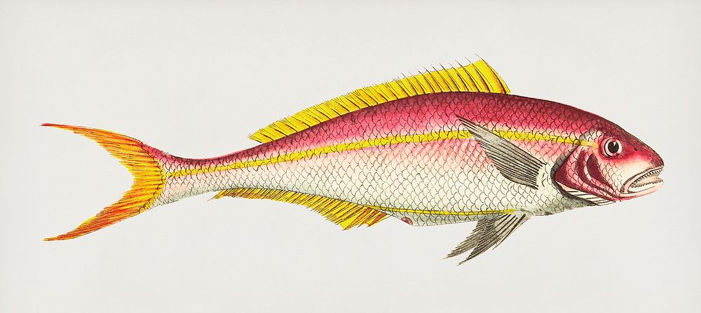 Vintage illustration of Yellow-striped sparus or red sparus