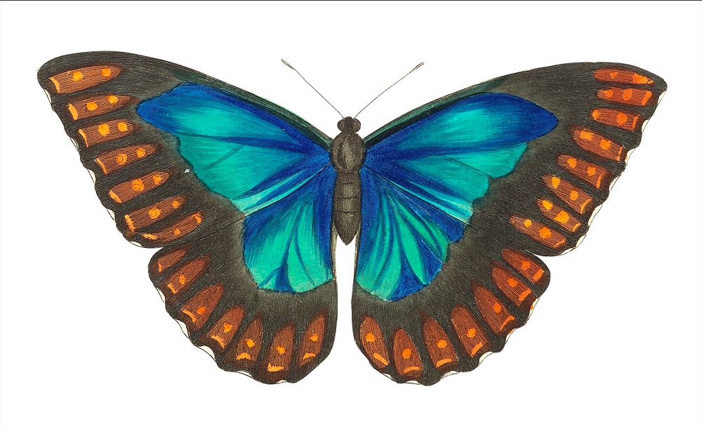 Morpho telemachus or Papilio perseus illustration from The Naturalist's Miscellany (1789-1813) by George Shaw (1751-1813)