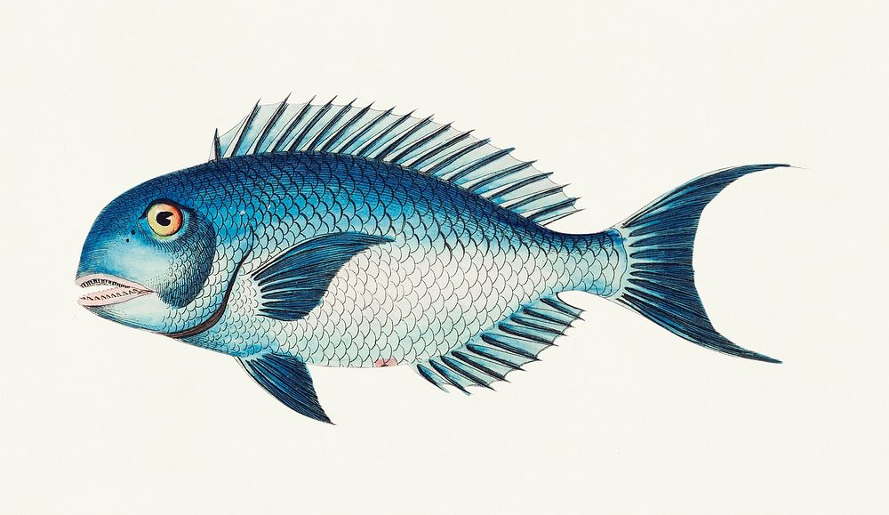 Blue coryphaena illustration from The Naturalist's Miscellany (1789-1813) by George Shaw (1751-1813)