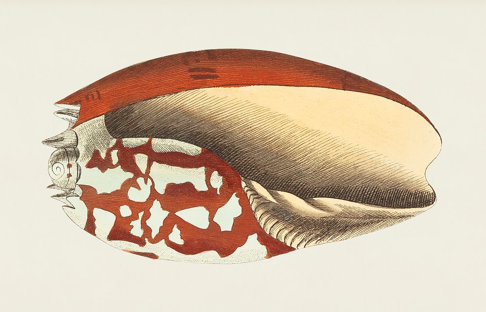 Ethiopian Crown or Aethiopian volute illustration from The Naturalist's Miscellany (1789-1813) by George Shaw (1751-1813)