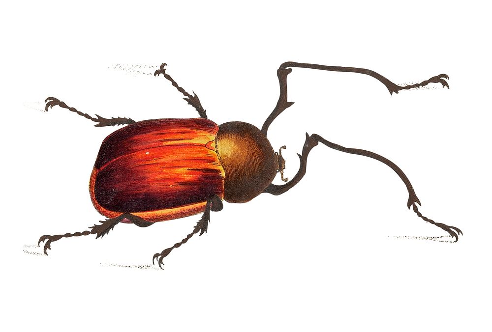 Long-armed beetle illustration from The Naturalist's Miscellany (1789-1813) by George Shaw (1751-1813)