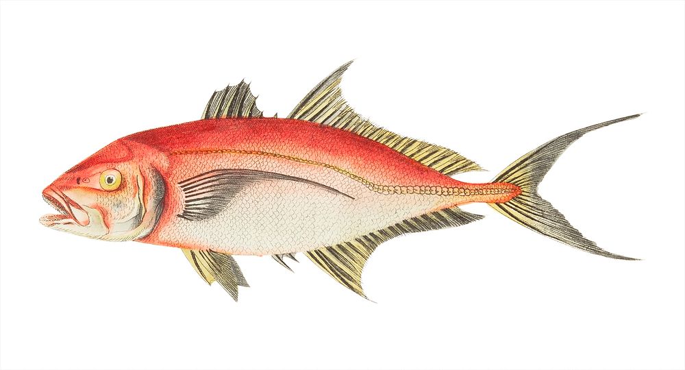 Red Mackerel illustration from The Naturalist's Miscellany (1789-1813) by George Shaw (1751-1813)