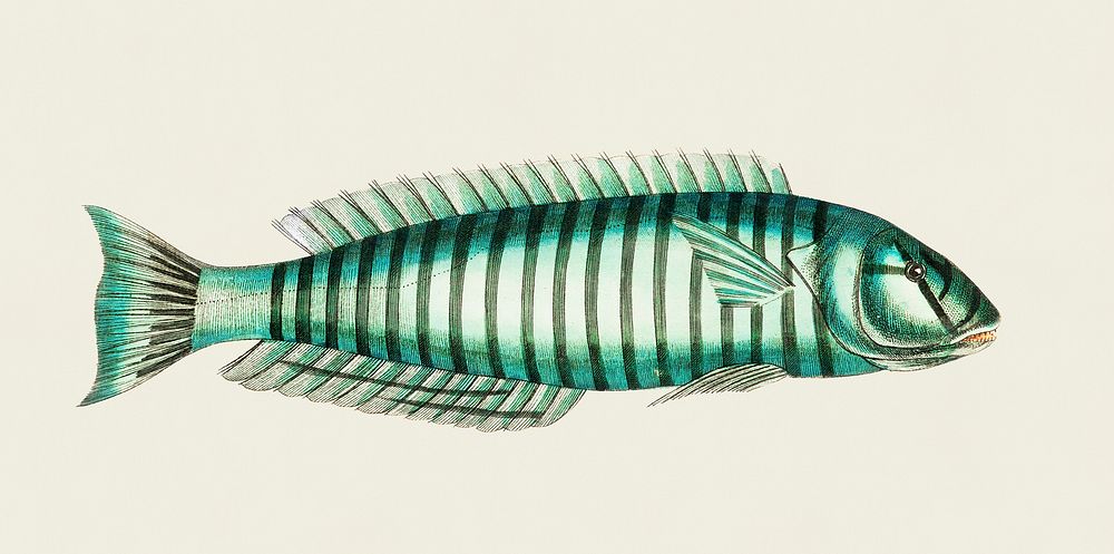 Ring wrasse (Labrus Annulatus) illustration from The Naturalist's Miscellany (1789-1813) by George Shaw (1751-1813)