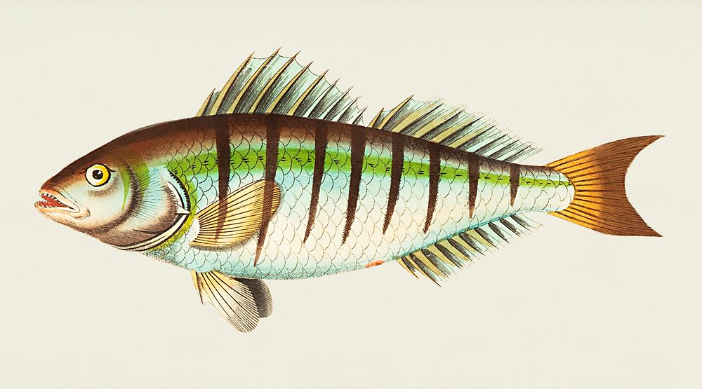 Barred grunt (Sertularia cereoides) illustration from The Naturalist's Miscellany (1789-1813) by George Shaw (1751-1813)