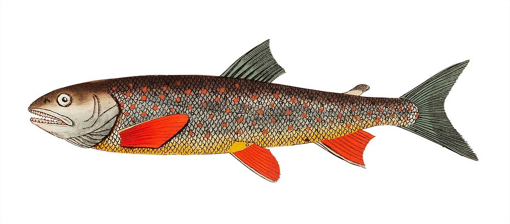 Salvelin Trout illustration from The Naturalist's Miscellany (1789-1813) by George Shaw (1751-1813)