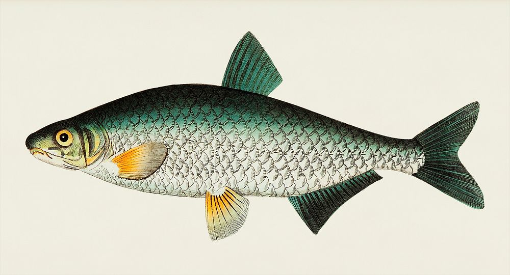 Vimba Carp illustration from The Naturalist's Miscellany (1789-1813) by George Shaw (1751-1813)