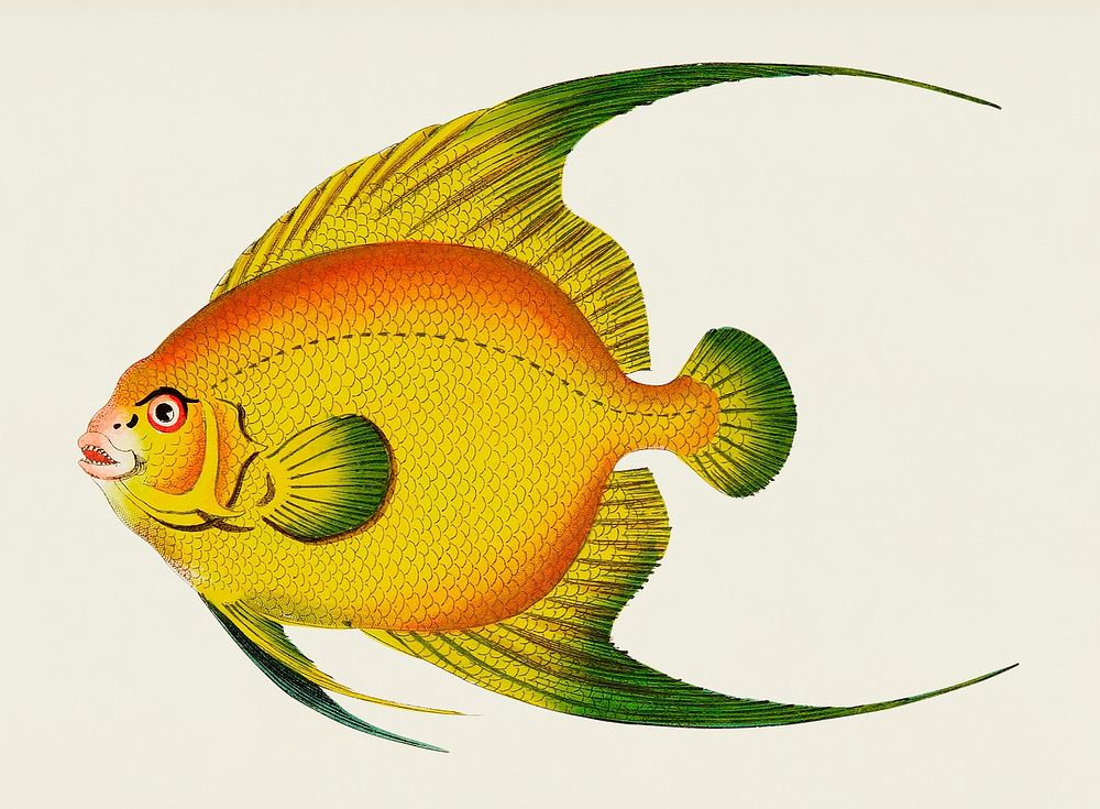 Golden Chaetodon illustration from The Naturalist's Miscellany (1789-1813) by George Shaw (1751-1813)