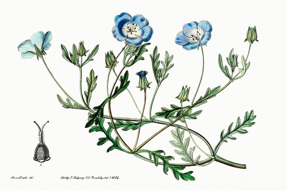 Shewy nemophila from Edwards&rsquo;s Botanical Register (1829&mdash;1847) by Sydenham Edwards, John Lindley, and James…