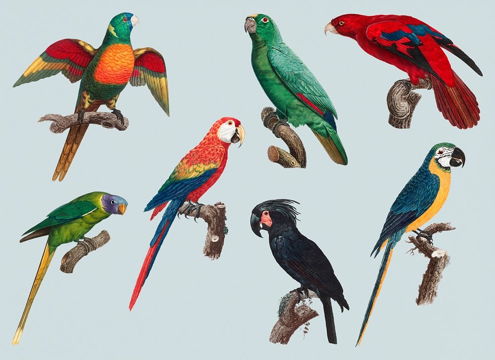 Collection of colorful macaws vintage illustration