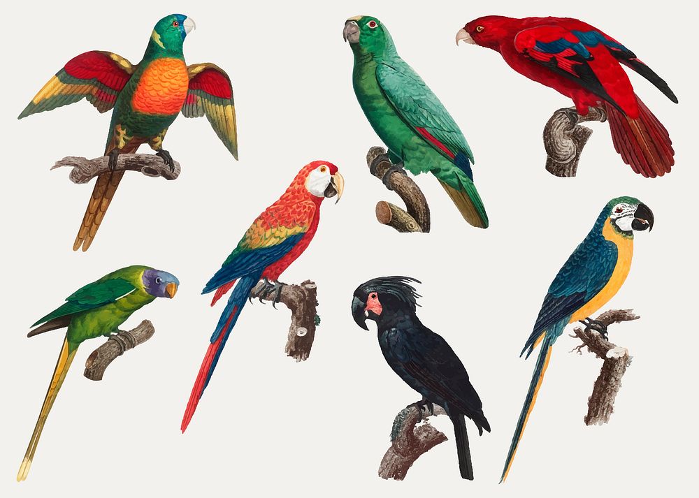 Collection of colorful macaws vintage illustration