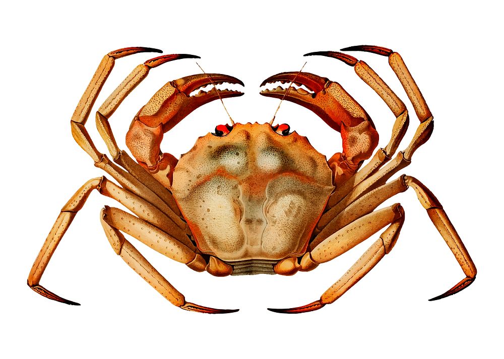 Chaceon, the Atlantic deep sea red crab illustration
