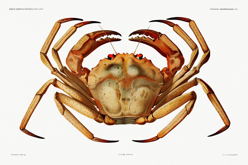 Chaceon, the Atlantic deep sea red crab illustration from R&eacute;sultats des Campagnes Scientifiques by Albert I, Prince…