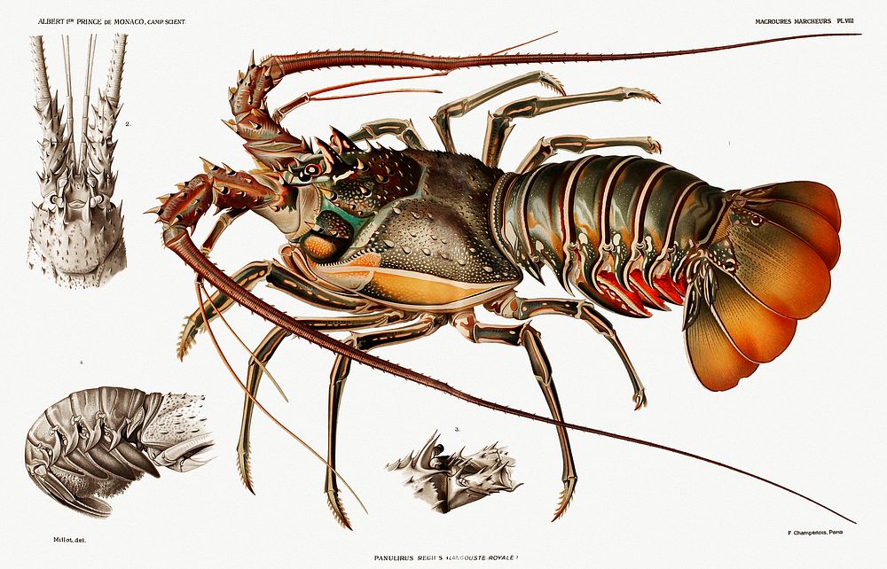 Illustration of an European lobster from R&eacute;sultats des Campagnes Scientifiques by Albert I, Prince of Monaco…