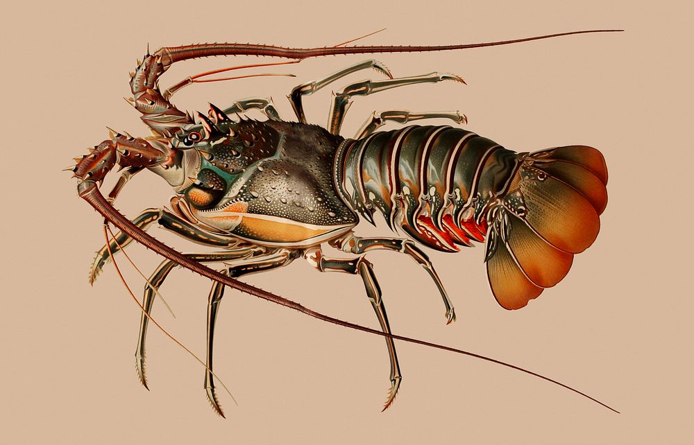 Illustration of an European lobster