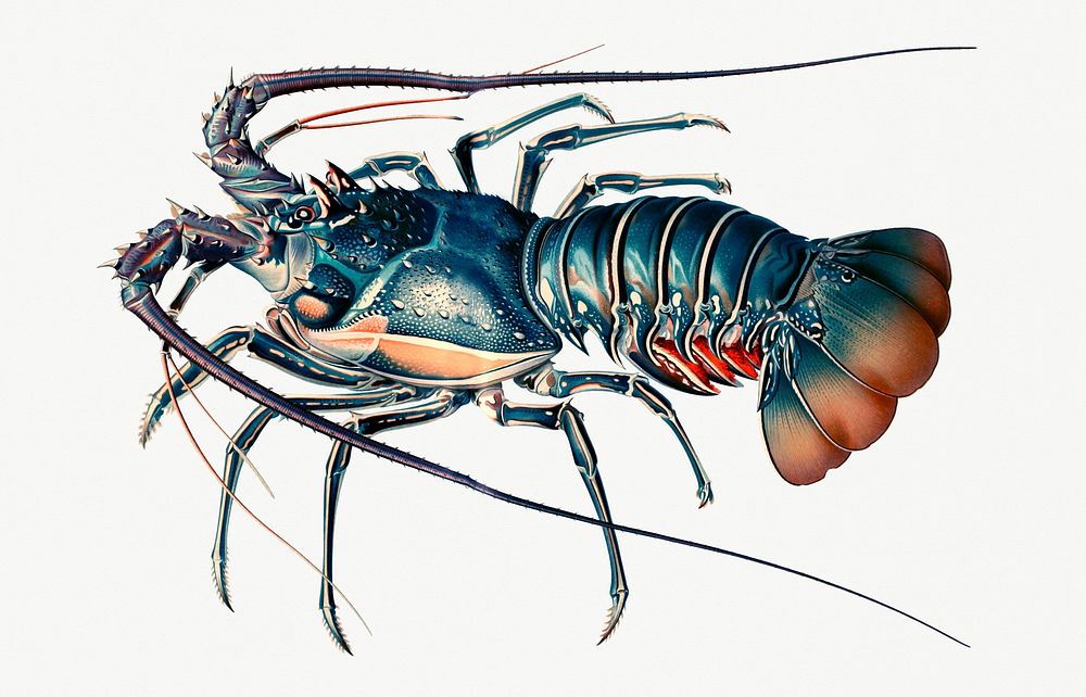 Illustration of an European lobster
