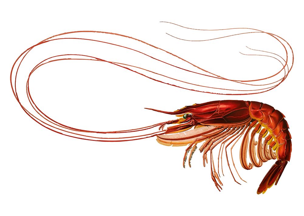 Shrimp illustration in vintage style