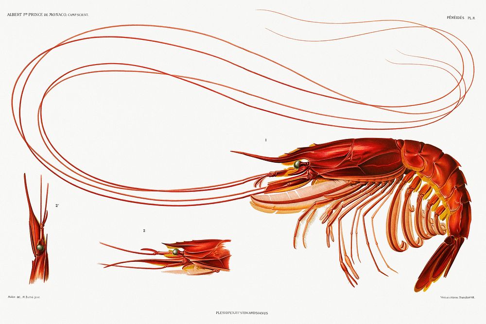 Shrimp illustration from R&eacute;sultats des Campagnes Scientifiques by Albert I, Prince of Monaco (1848&ndash;1922).…