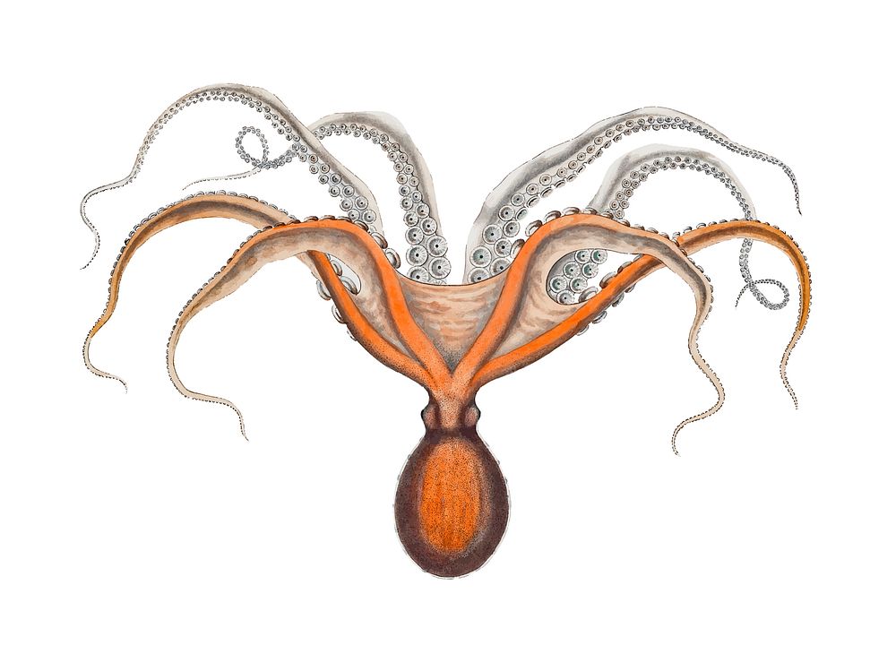 Southern red octopus vintage illustration