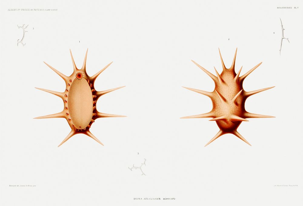 Deima, a sea cucumber illustration from R&eacute;sultats des Campagnes Scientifiques by Albert I, Prince of Monaco…