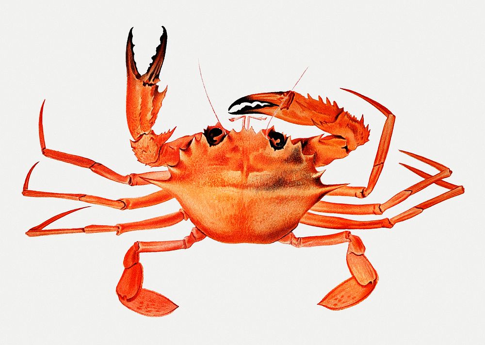 West African Brachyuran crab, Bathynectes piperitus vintage illustration